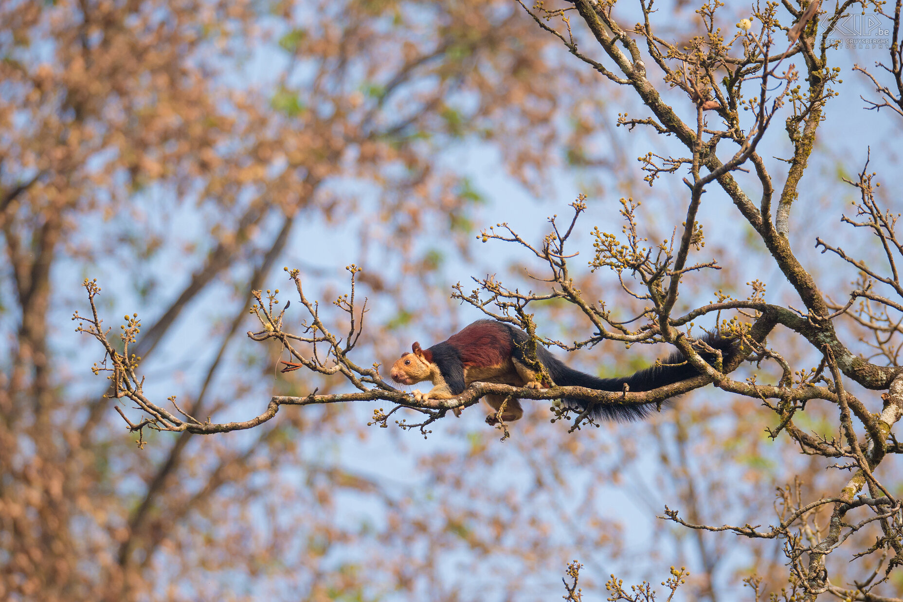 Thattekad - Indian giant squirrel The Indian giant squirrel or Malabar giant squirrel (Ratufa indica) is a large but cute squirrel that lives in south India. Their body length varies around 36cm and the tail length is approximately 0.6m. Stefan Cruysberghs